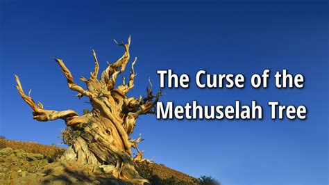 Methuselsh tree curae